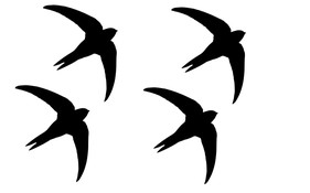 Dážďovník: klasické čierne nálepky