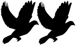 Holub: klasické čierne nálepky
